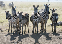 Six Common Zebras in Line - Serengeti National Park Fine Art Print