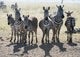 Six Common Zebras in Line - Serengeti National Park Fine Art Print
