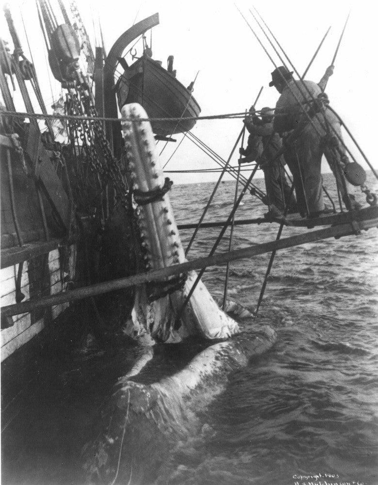 Whaling Scene 'Cutting In' Sperm Whale Photograph (1903) by Granger Collection