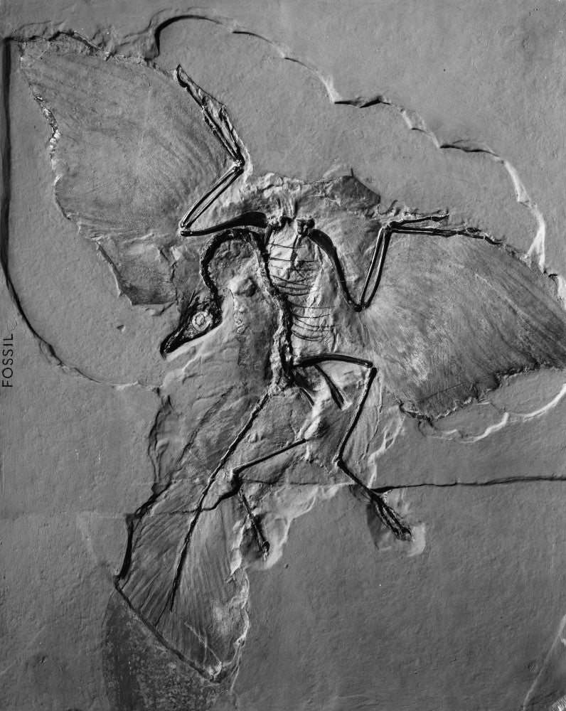 Fossilized Archaeopteryx Print from the Jurassic Period by Granger Collection