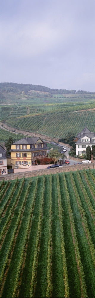 Vineyards in Rudesheim am Rhein, Hesse, Germany Fine Art Print