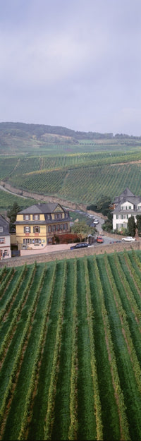 Vineyards in Rudesheim am Rhein, Hesse, Germany Fine Art Print