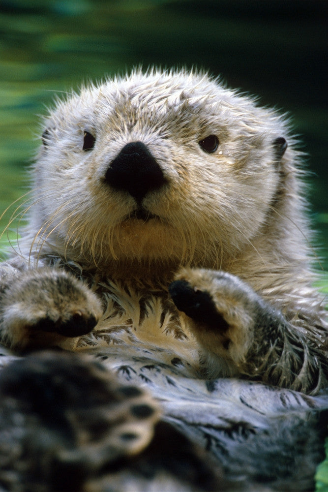 Sea Otter Swimming at Tacoma Zoo Photo Print by Harry M. Walker