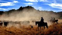 Cowboys Driving Cattle in Moab, Utah Fine Art Print by Panoramic Images