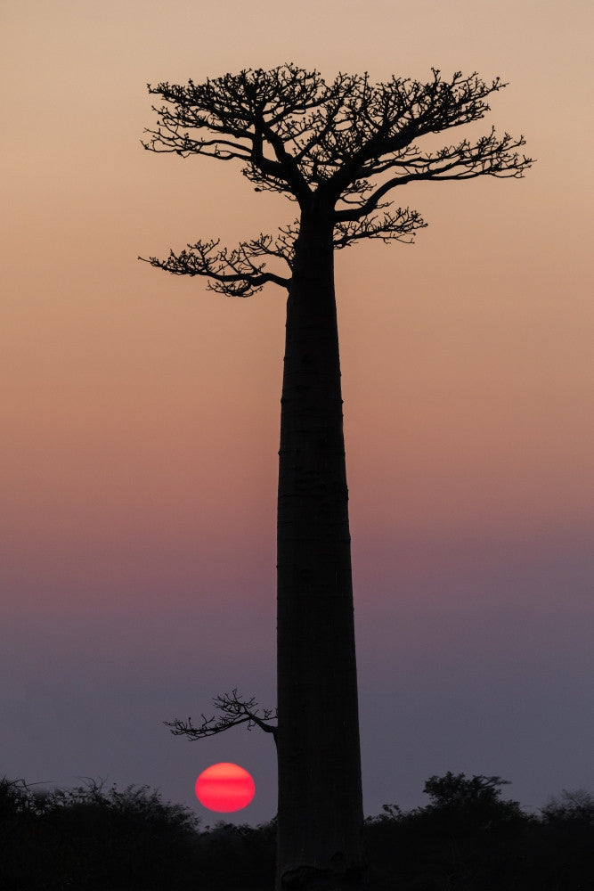 Madagascar Baobab Trees Fine Art Print by Ellen Goff