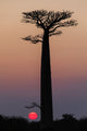 Madagascar Baobab Trees Fine Art Print by Ellen Goff