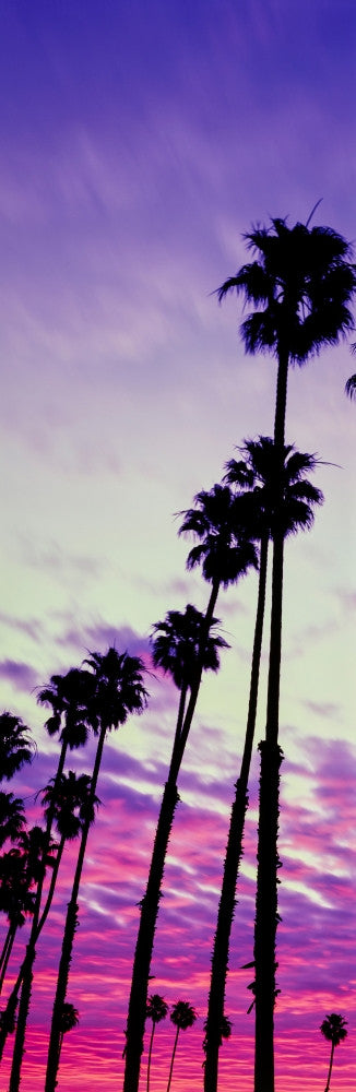 Silhouette of Palm Trees at Sunrise Fine Art Print - Santa Barbara, CA