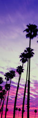 Silhouette of Palm Trees at Sunrise Fine Art Print - Santa Barbara, CA