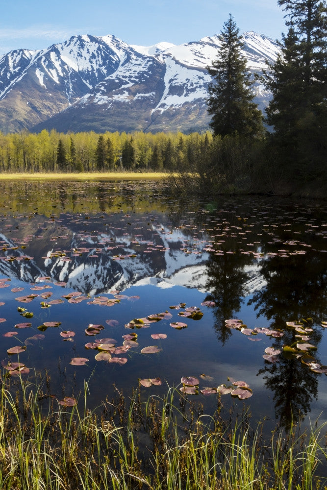 Lily Pads on a Pond with Chugach Mountains Fine Art Print by Doug Lindstrand