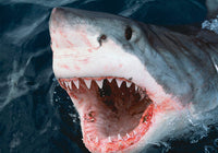 Great White Shark Breaching the Surface Fine Art Print by VWPics