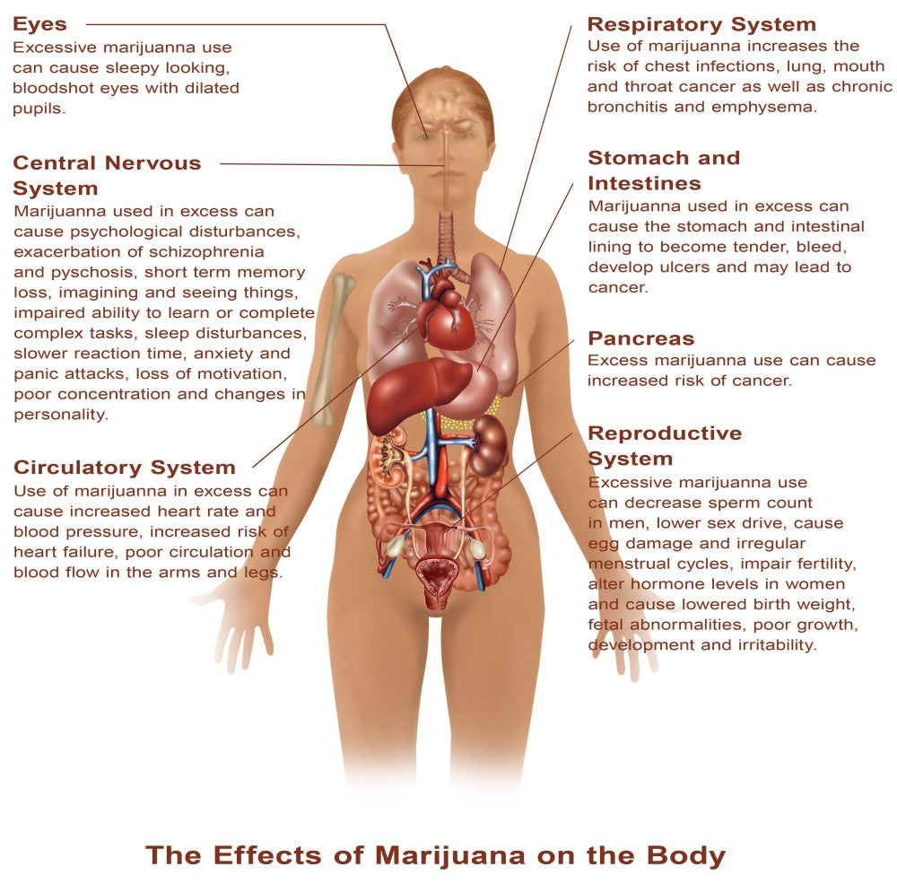 Effects of Marijuana Use Fine Art Print by Science Source