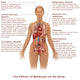 Effects of Marijuana Use Fine Art Print by Science Source