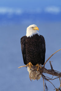 Perched Bald Eagle Fine Art Print - Available in Multiple Sizes