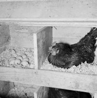 Chicken on Nest Fine Art Print - Various Sizes Available
