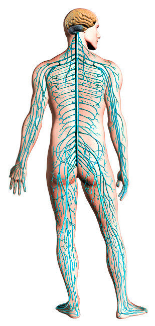 Diagram of Human Nervous System Poster Print by Leonello Calvetti