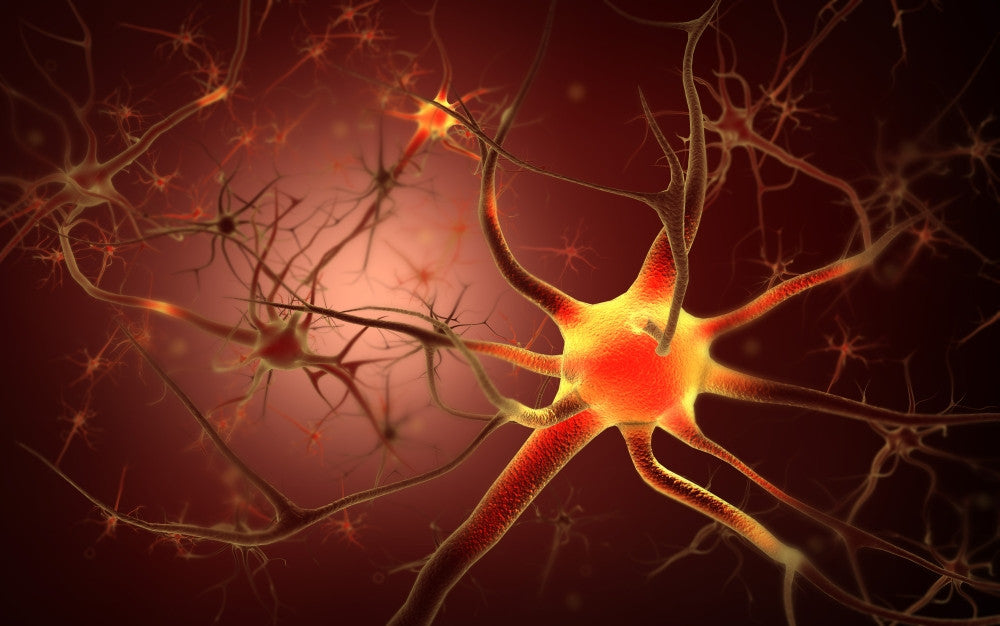 Conceptual Neuron Artwork Poster Print - Fine Art by StockTrek Images
