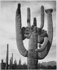 Saguaros Saguaro National Monument Fine Art Print by Ansel Adams