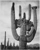 Saguaros Saguaro National Monument Fine Art Print by Ansel Adams