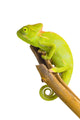 Veiled Chameleon Art Print by Corey Hochachka | Posterazzi