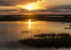 Welder Flats at Sunrise Fine Art Print by Maresa Pryor