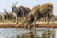 Eland Drinking Water Fine Art Print by Its About Light