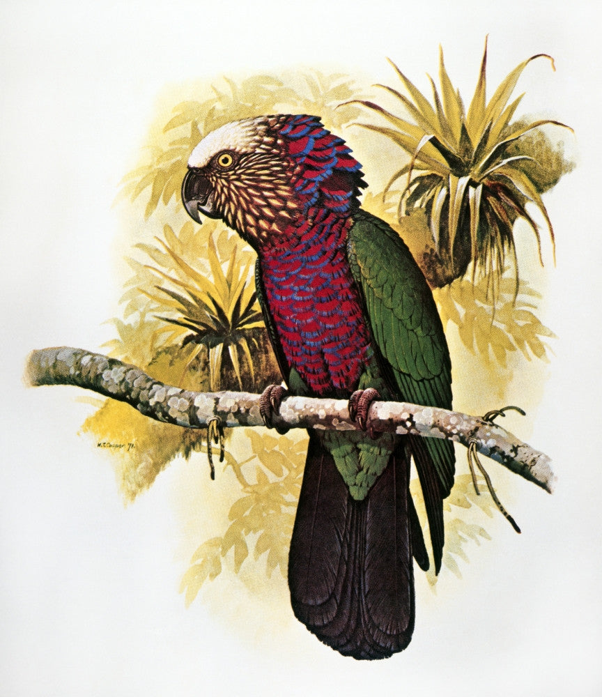 Hawk-Headed Parrot Fine Art Print by William T. Cooper