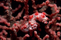 Pygmy Seahorse Fine Art Print by VWPics/Stocktrek Images
