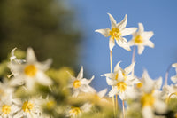 Portrait of Avalanche Lily Fine Art Print by Gary Luhm - Olympic National Park
