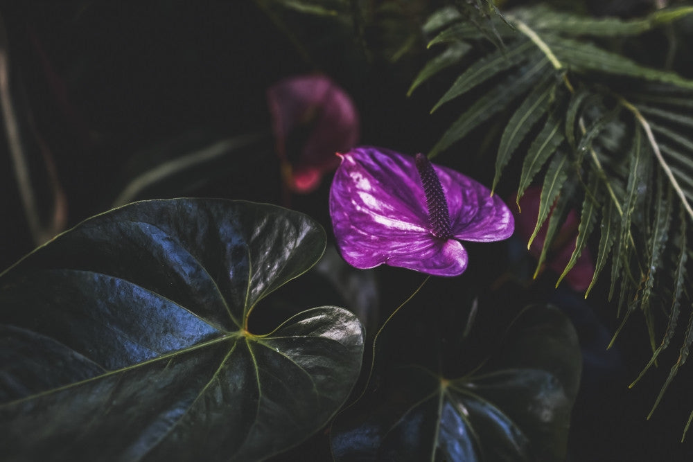Vibrant Purple Flower Tropical Plant Fine Art Print by Melody Davis