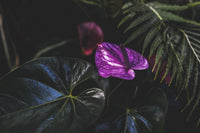 Vibrant Purple Flower Tropical Plant Fine Art Print by Melody Davis