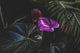 Vibrant Purple Flower Tropical Plant Fine Art Print by Melody Davis