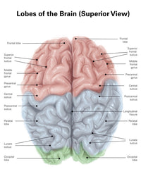 Superior View of Human Brain Print with Colored Lobes by Alan Gesek