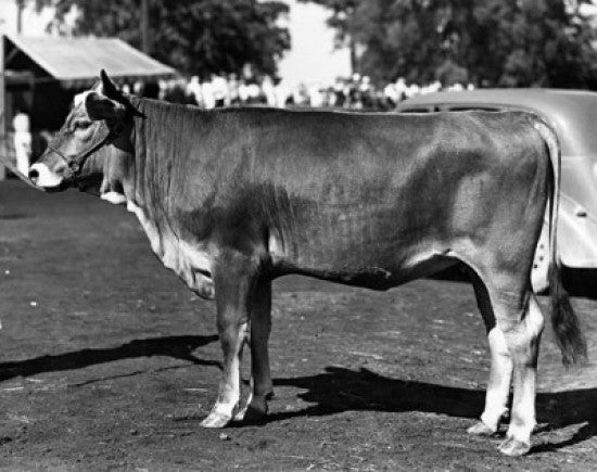 Side Profile of a Brown Swiss Cow Fine Art Print