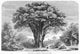 West Africa Baobab Tree 19th Century Fine Art Print by Granger Collection