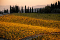 Italy, Tuscany Vineyard Late Light Fine Art Print by George Theodore