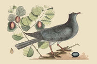 White Crown Pigeon Fine Art Print by Catesby | Posterazzi
