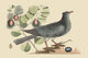 White Crown Pigeon Fine Art Print by Catesby | Posterazzi