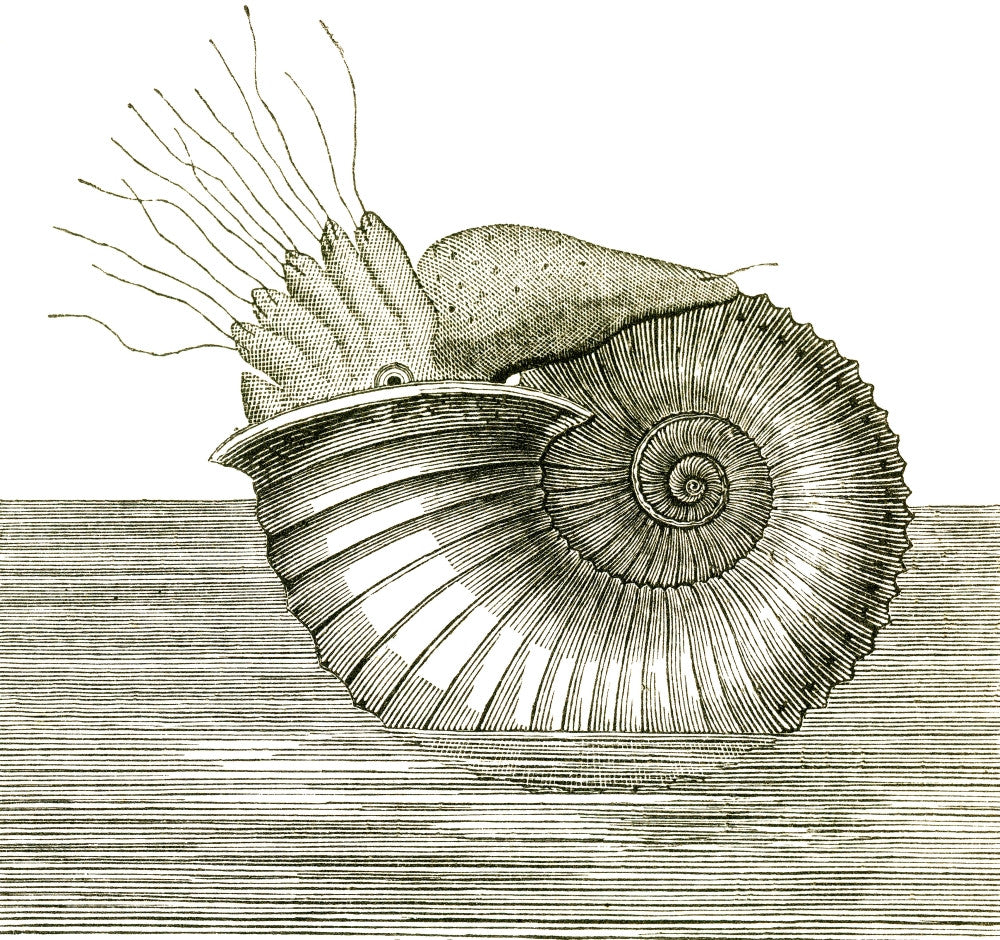Jurassic Ammonite Fine Art Print by Science Source