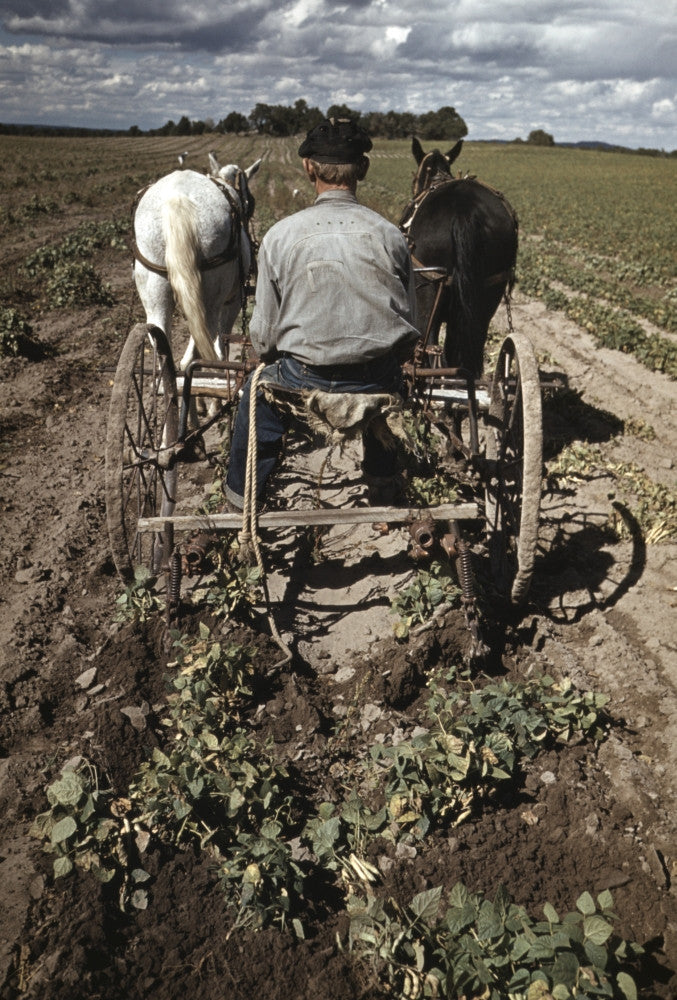 Farming in 1940: Homesteader Harvesting Pinto Beans Photograph by Russell Lee