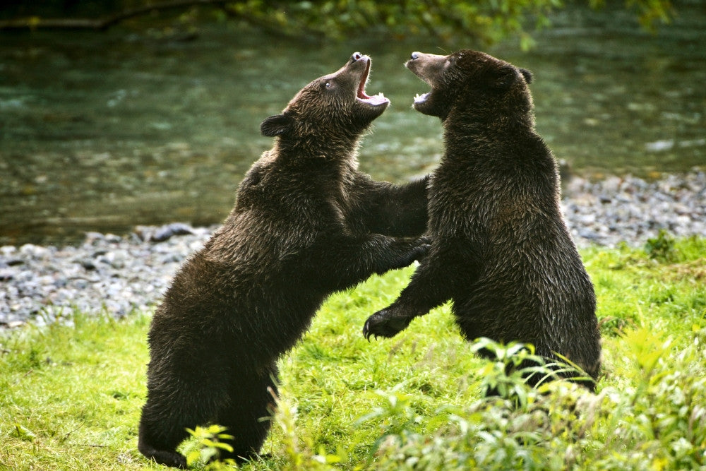 Two Grizzly Bears Fighting Fine Art Print - Multiple Sizes Available