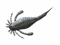 Eurypterus tetragonophthalmus Silurian of Europe Fine Art Print