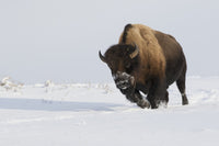 Bison Bull on the Move Fine Art Print by Ken Archer