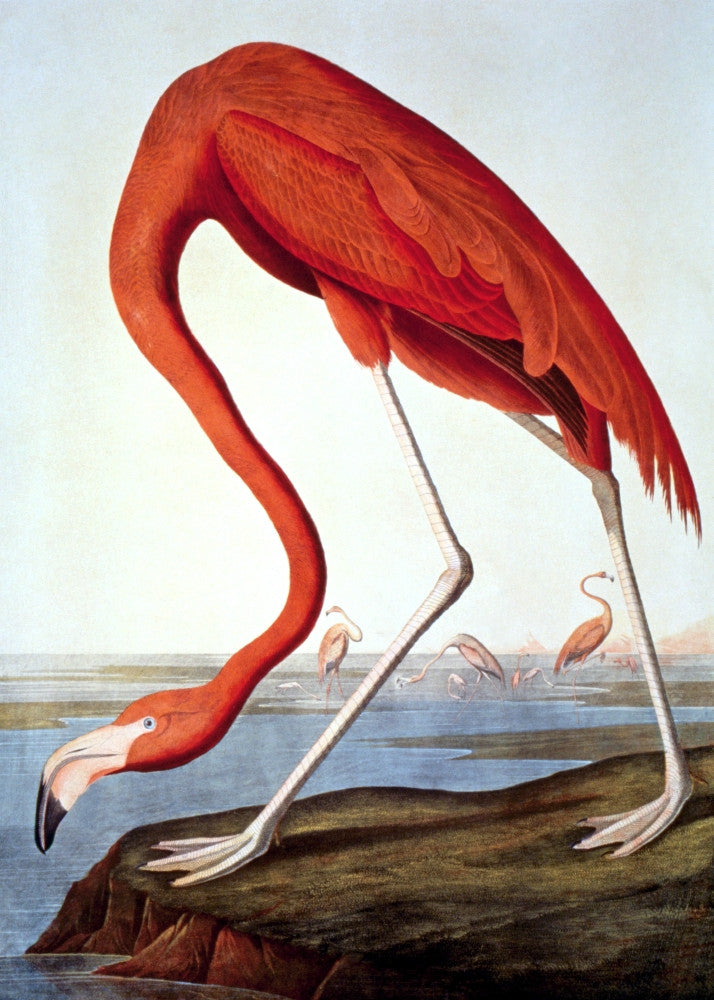 American Flamingo Lithograph Art Print by John James Audubon