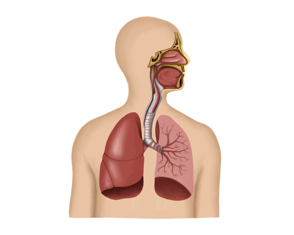 Anatomy of Human Respiratory System Fine Art Print