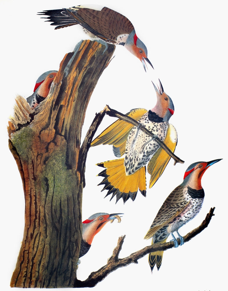 Audubon: Flicker - Golden-Winged Woodpecker Fine Art Print