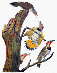 Audubon: Flicker - Golden-Winged Woodpecker Fine Art Print