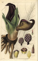 Eastern Skunk Cabbage Fine Art Print by Florilegius | Mary Evans