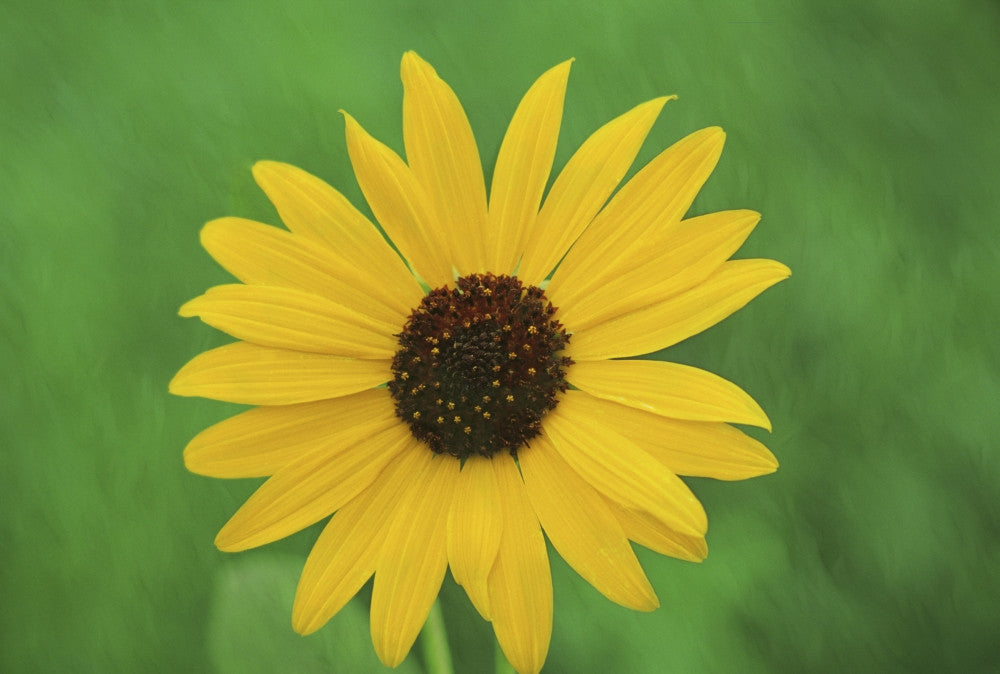 Black-eyed Susan in Bloom Fine Art Print by Jaynes Gallery