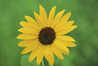 Black-eyed Susan in Bloom Fine Art Print by Jaynes Gallery