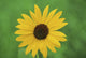 Black-eyed Susan in Bloom Fine Art Print by Jaynes Gallery